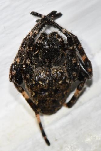 Réf. 274 061 : Nuctenea umbratica